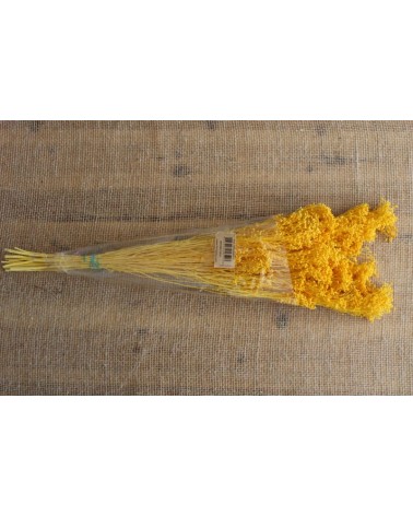 FLORIBERIA- BROOMS PRESS 50cm REF.006P12