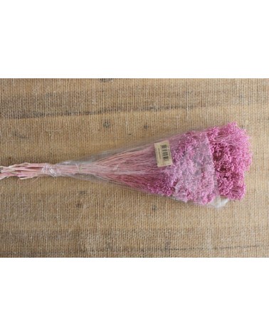 FLORIBERIA- BROOMS PRESS 50cm REF.006P42