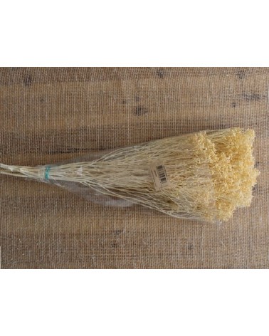 FLORIBERIA- BROOMS PRESS 50cm REF.006F10