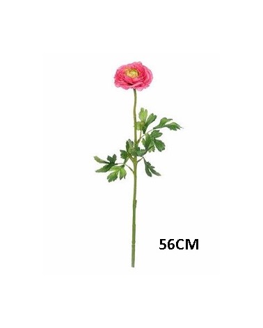 PE RANUNCULUS