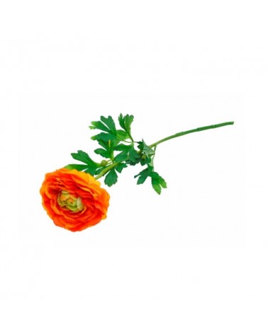 PE RANUNCULUS