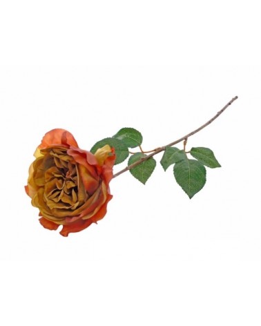 PE ROSA ENGLISH ROSE CAST. 54cm